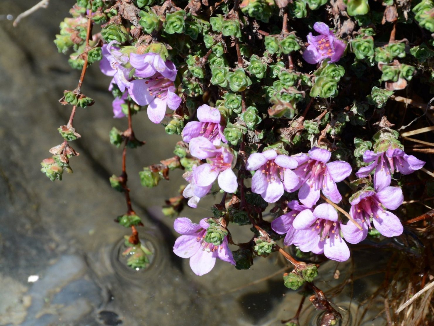 Saxifraga oppositifolia